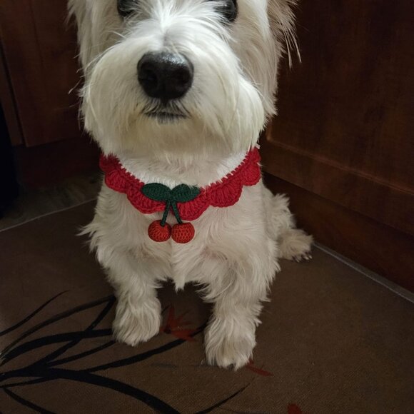 5 Pet Collars for only C$25 - Picture 4 of 11